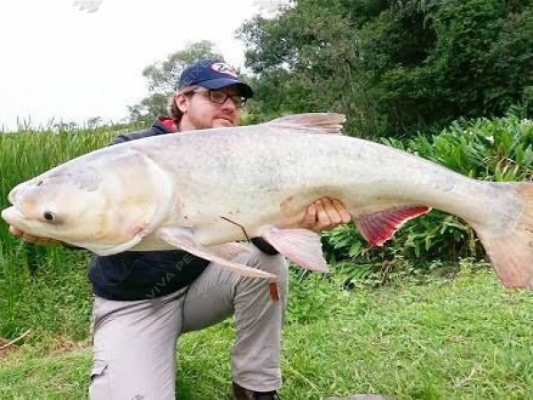 Carpa Cabeçuda