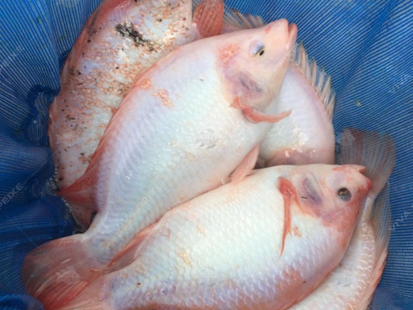 Tilapia vermelha